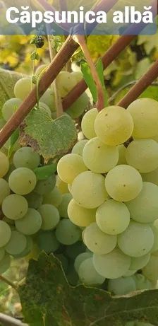 Butasi vita de vie hibride anul 2 și anul 3