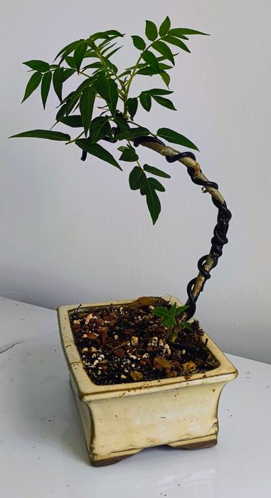 Bonsai bonSai BO
