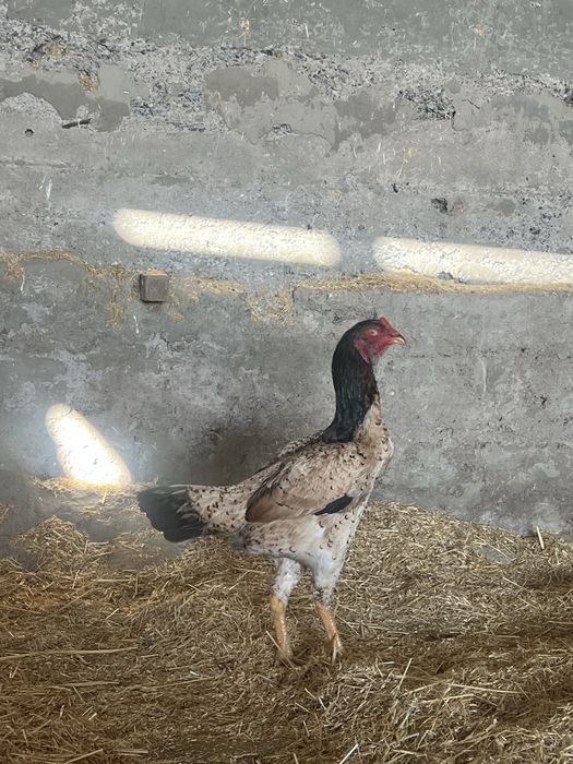 Бойцовский петух Дакан