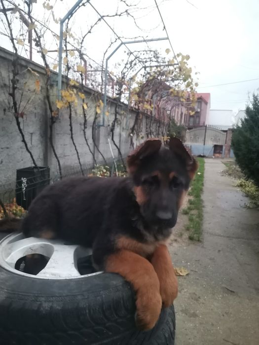 Femela ciobanesc german