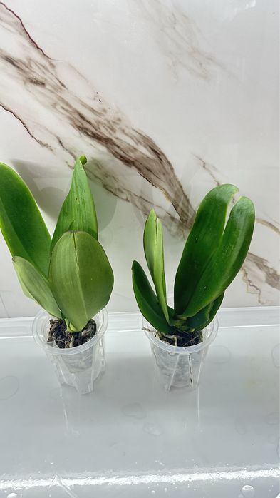 Орхидеи по 2500т ….