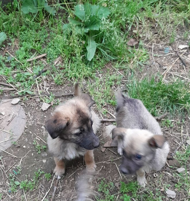 Отдам щенков девочек гавкучих