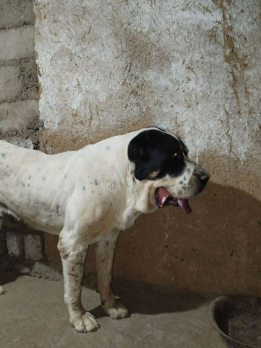 Buldozer Alabay sotiladi erkak