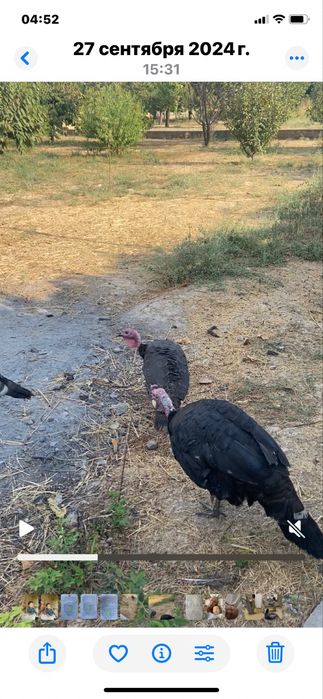 Куркалар , курк булган. Курка + 8та жужаси билан