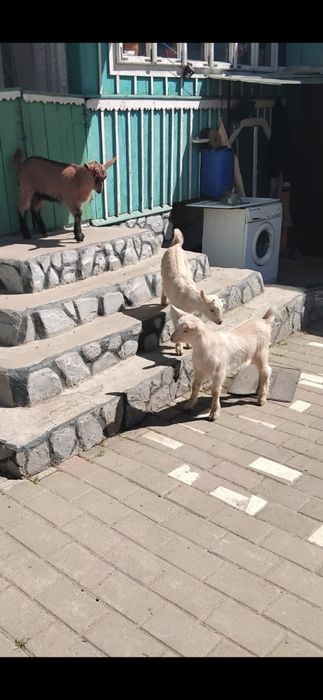 Doua ieduțe si un ied