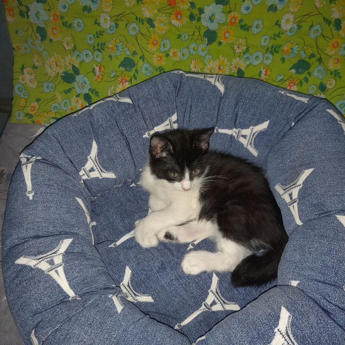Котята отдаем в добрые руки