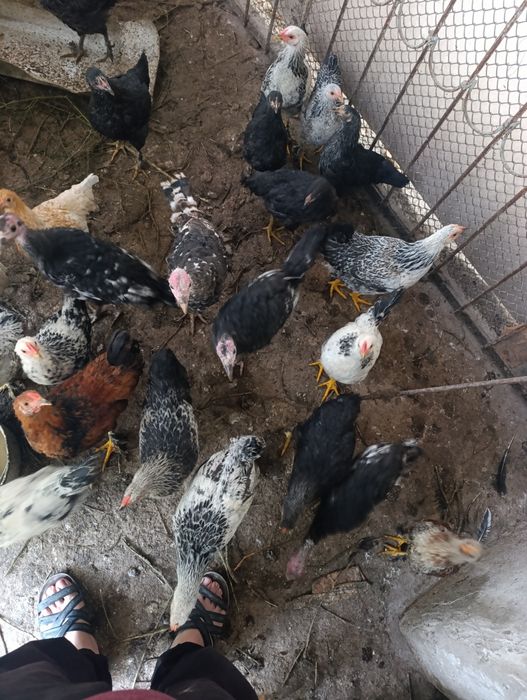 Kurka tovu jojala sotiladi