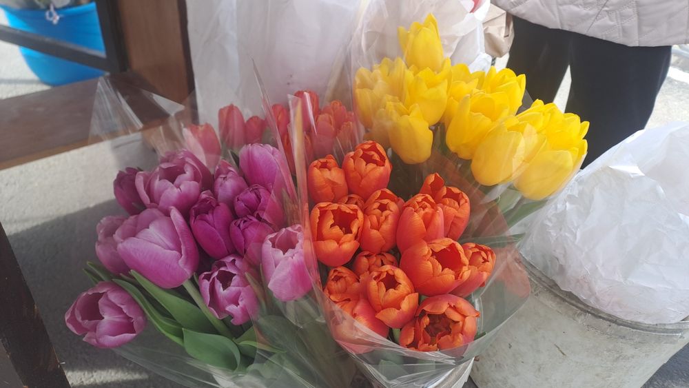 Тюльпаны голландские. СКИДКА!