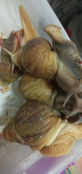 Улитка сотилади 8,9см см