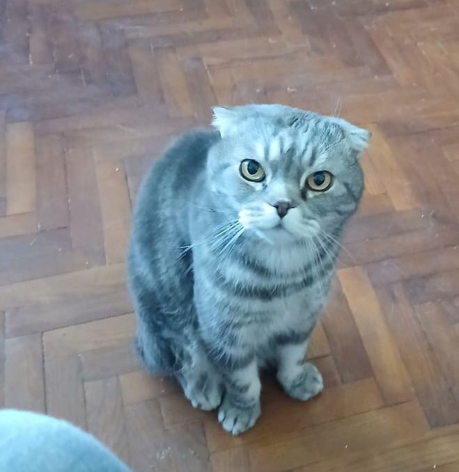 Британец ищет дом