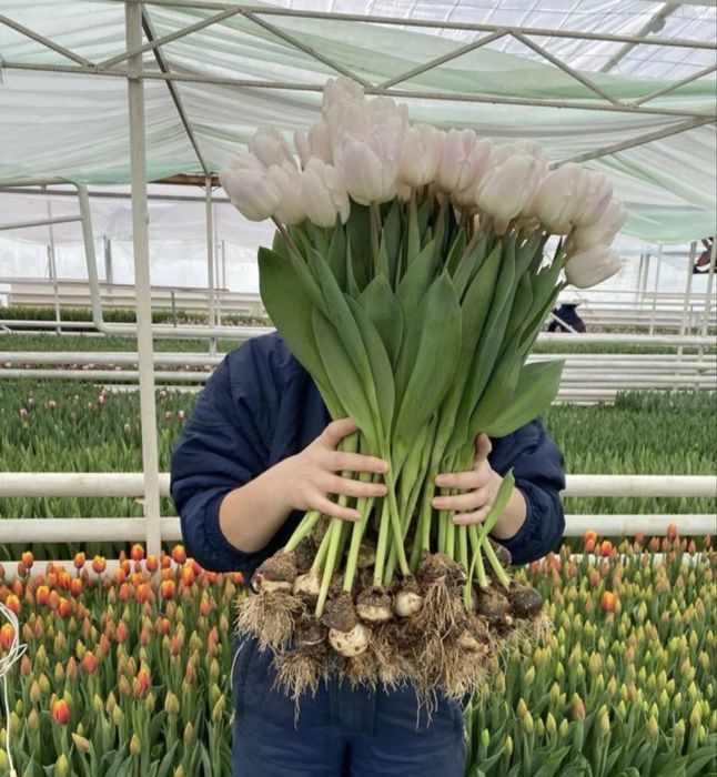 Свежие тюльпаны из теплицы по 450