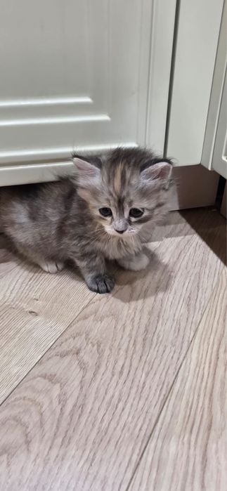 Милые Котята 1.5 месяца