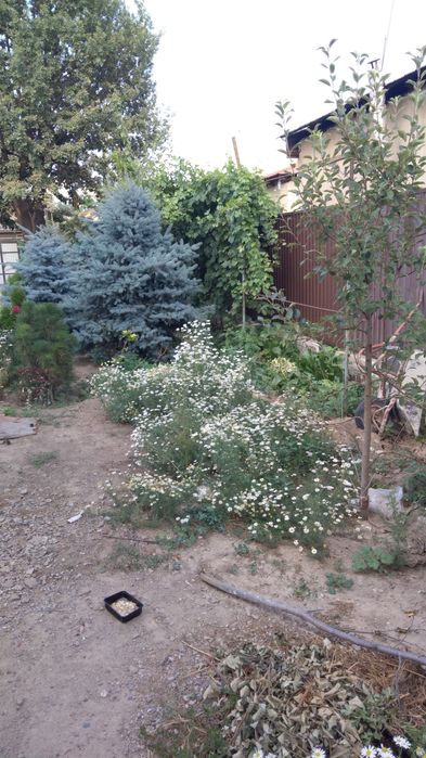 Саженцы деревьев