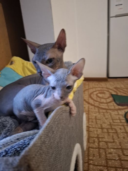 Канадские сфинксы  бронь