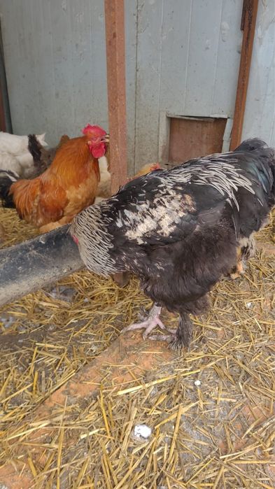 Продам петухов.