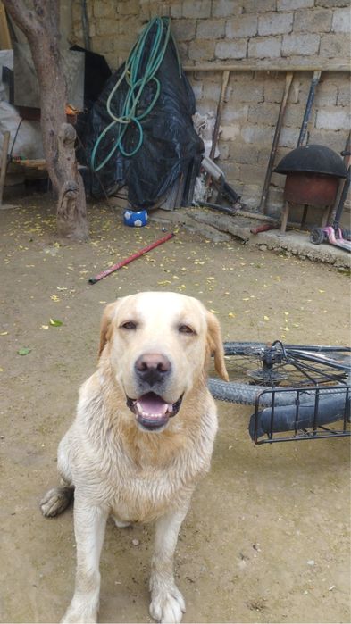 Пристраивается лабрадор