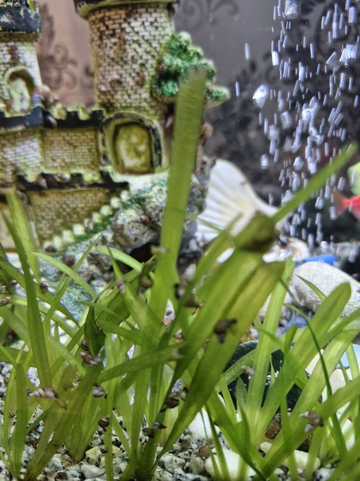 Продам аквариумных улиток