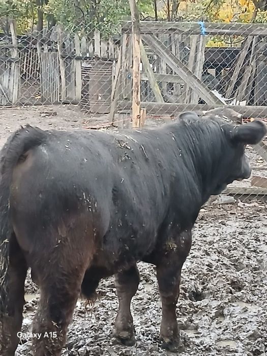 Viței mari de vânzare bucata 6500lei aproximativ 250  300 kilograme prețul  negociabil  din 4 doi se vând la ales