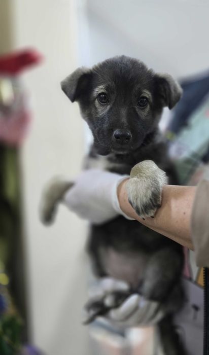 Щенок, мальчик, 2 месяца