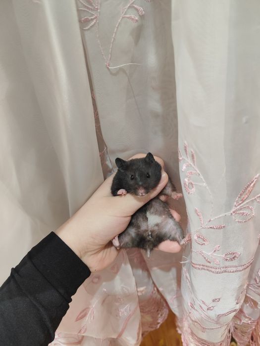 Хомяк декоративный