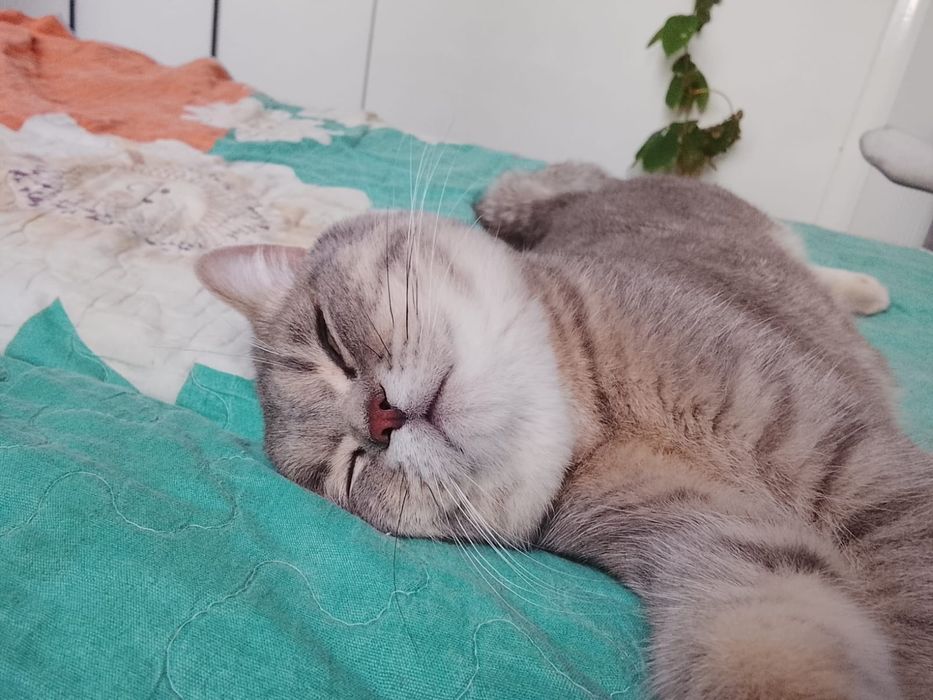 Кот смесь британца и шиншиллы