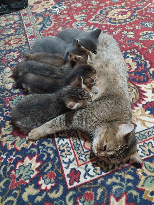 Зотли мушук болалари хадия
