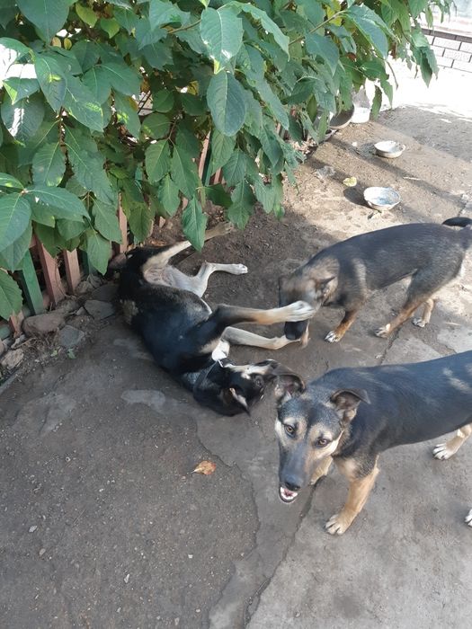 Собака ищет дом и хорошие руки