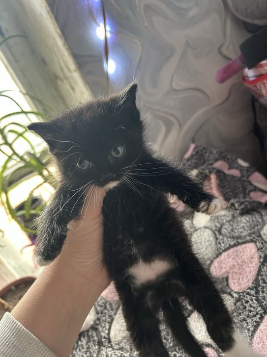 Котята британцы