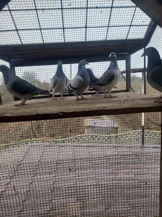 Porumbei origine Belgia si Olanda