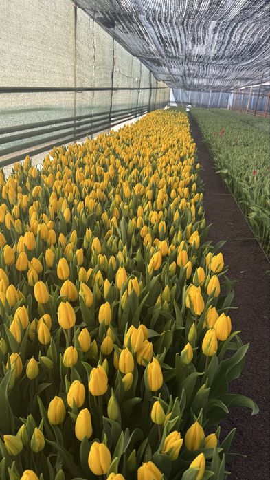 Тюльпан большой.