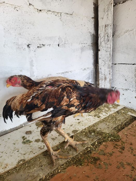 Сатамын тохапей кораз 12000