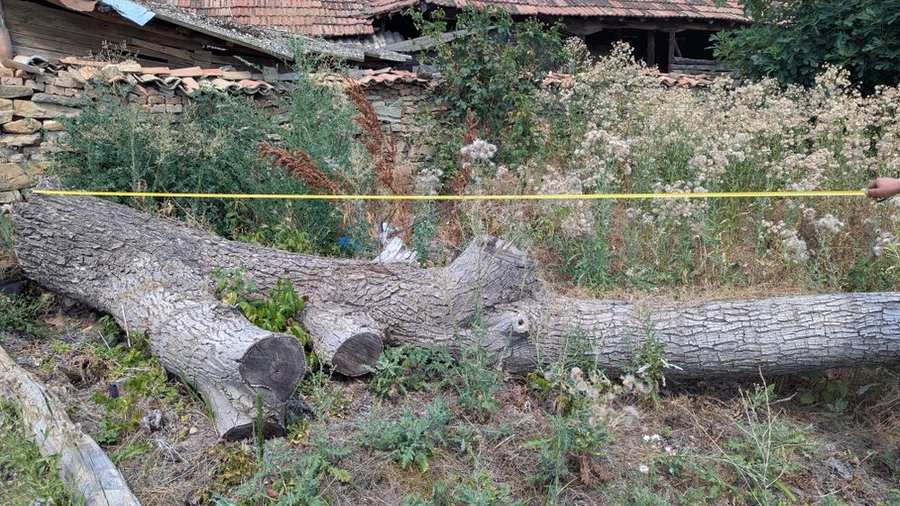 Орехово дърво 7 м + клони – с. Мерданя