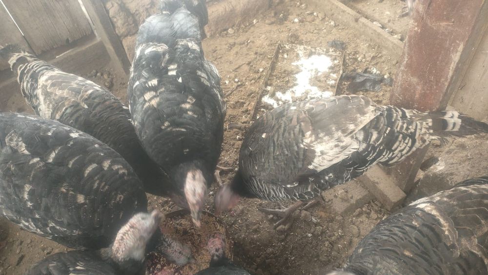 Продам Индюшек для разведения
