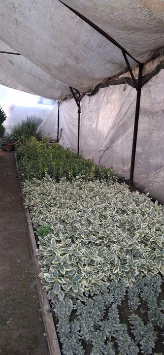 Кўчат ва каламча гуллар сотилади!