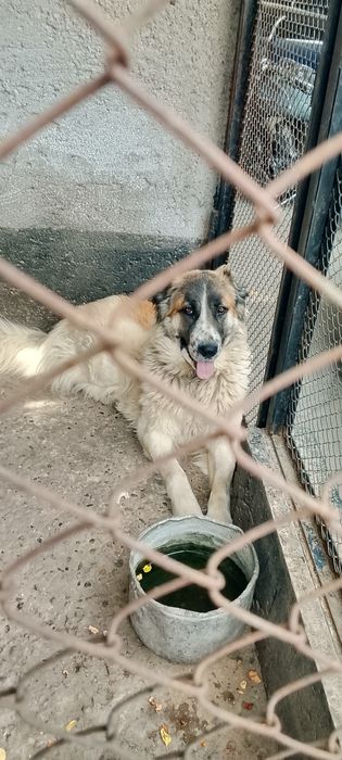 Алабай девочка 1.5 года
