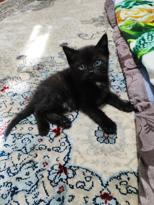 Котенок отдам в хорошие руки