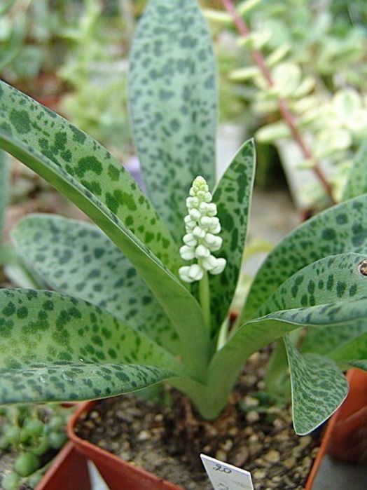 Дримиопсис Кирка