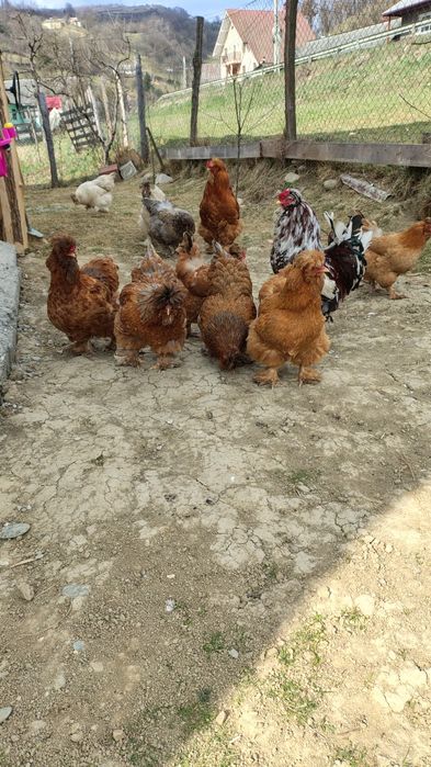 Oua de vînzare de la găini motate