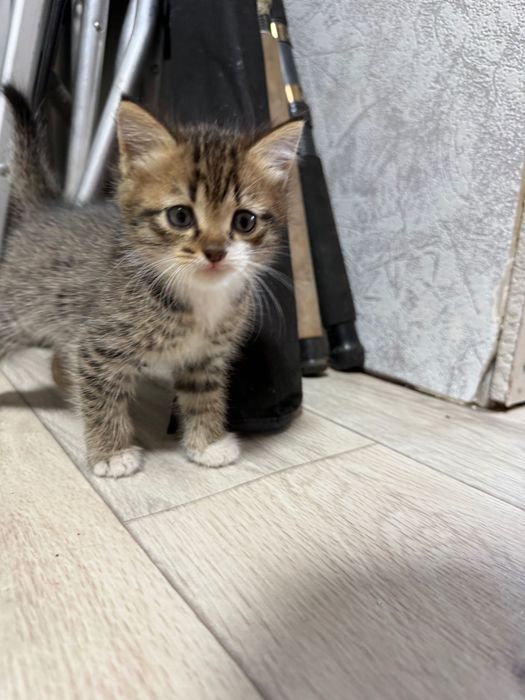 Ищем для котят добрые руки!!