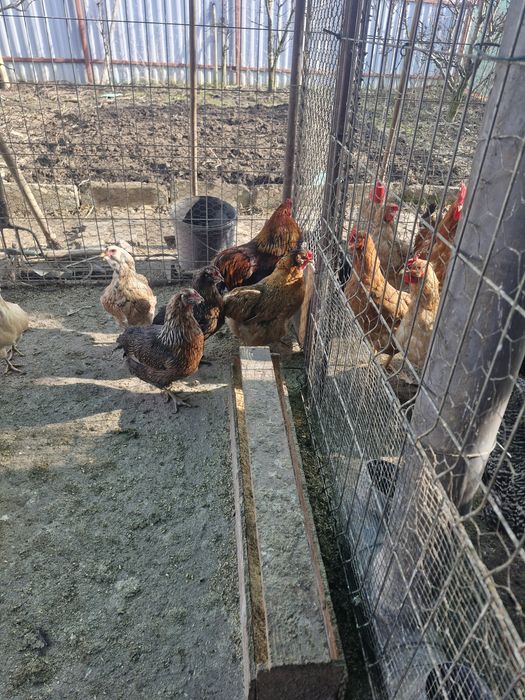 Oua araucana potranichiu