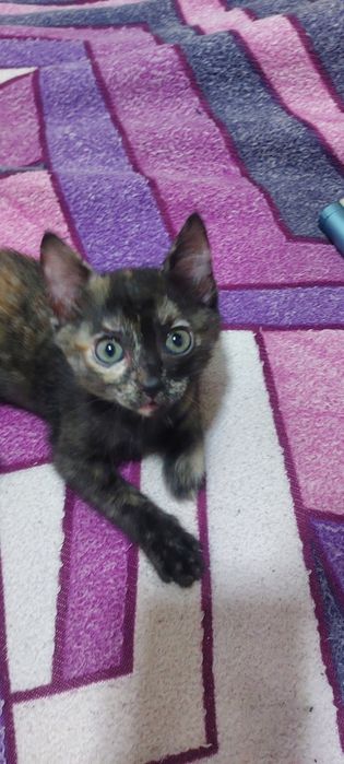 Отдам котят бесплатно