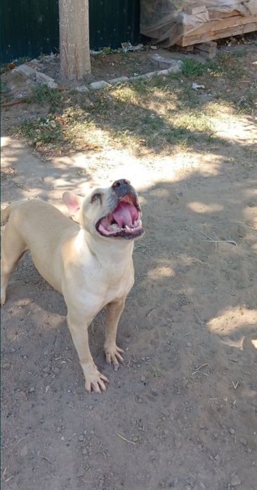 Питбуль хороших кровей