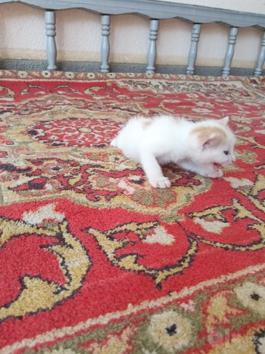 Котёнки 1 месячные