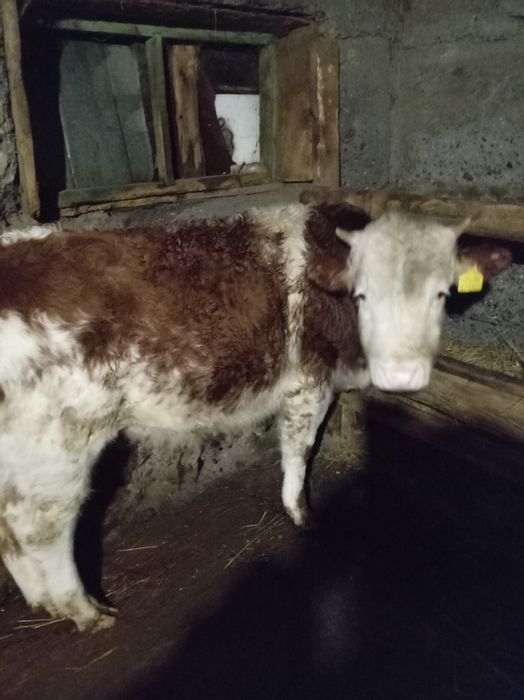 Бык 11 мес. Алабай