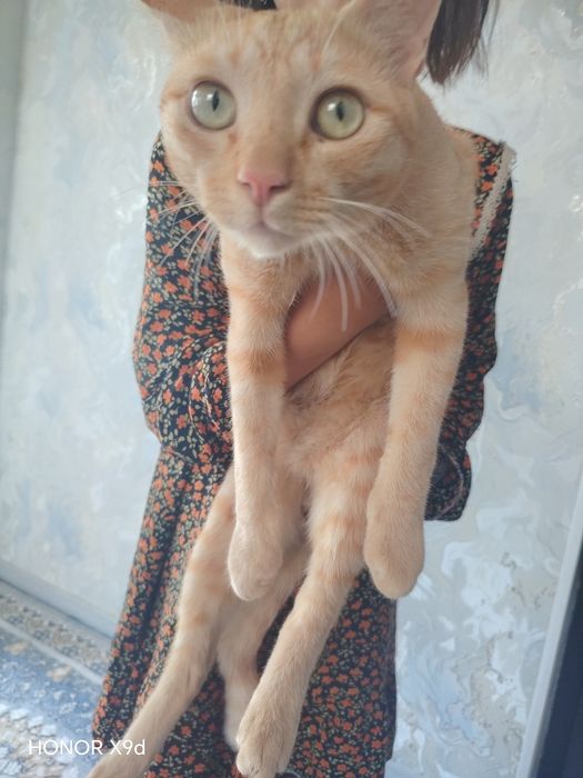 УЙ Мушук сотилади