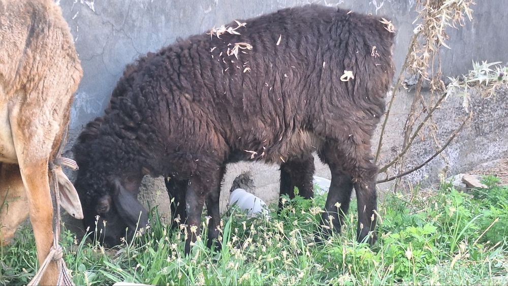 Arashan qo'y egizak bolalari va qo'chqor
sotiladi