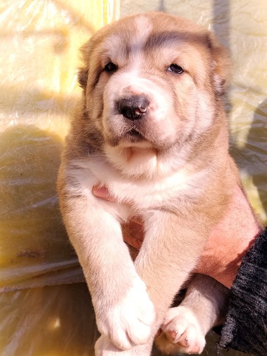 Щенок АЛАБАЙ продается