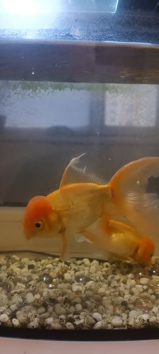 Золотые рыбки "Орандо"