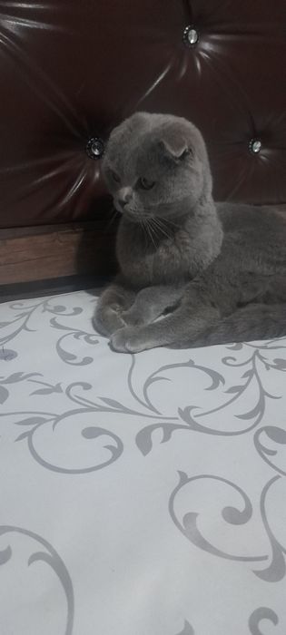 Британ мушук тоза парода