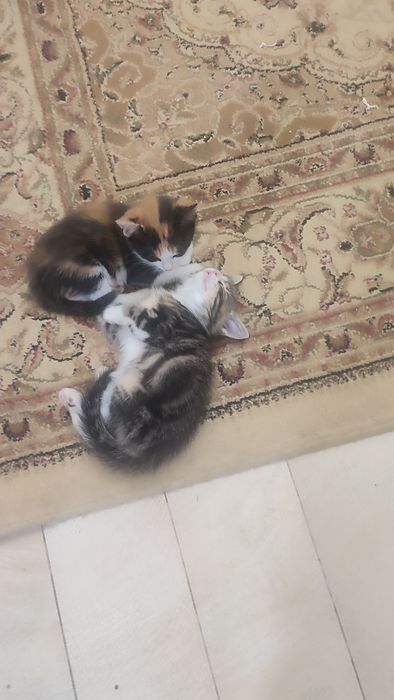 Катята домашние добрые руки